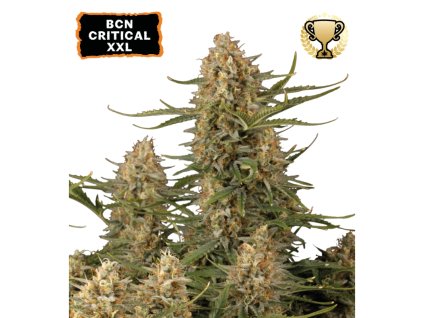 bcn critical xxl feminizovaná semena konopí
