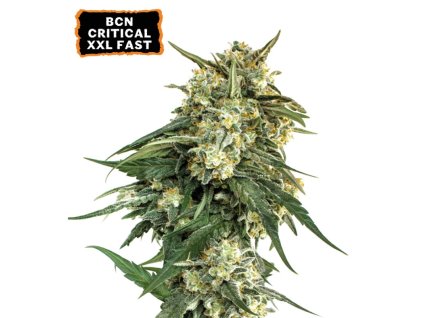 BCN Critical XXL Fast