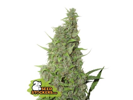 bc power plant feminized