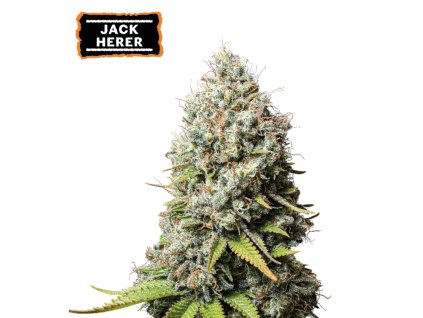 jack herer feminizovana semena konopi