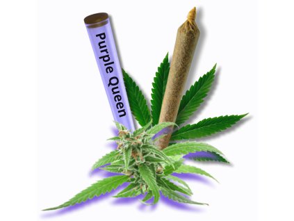 CBD Joint Purple Queen