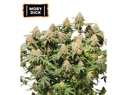 Moby Dick feminizovaná semínka