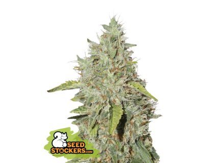 seedstockers northern lights feminizovana