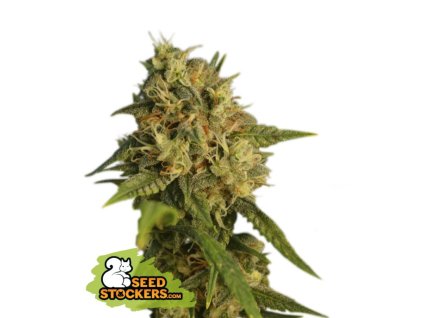 og kush feminized