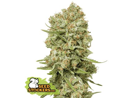 green crack feminized seeds