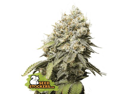 gorilla glue feminized