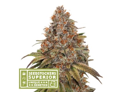 blackberry gum autoflower seeds