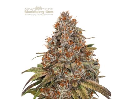 Blacberry Gum autoflower seeds