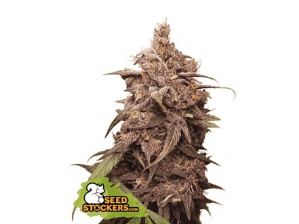 purple punch feminizovaná semínka
