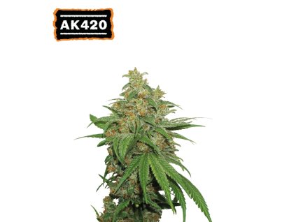 ak420 samonakvetací semena konopí