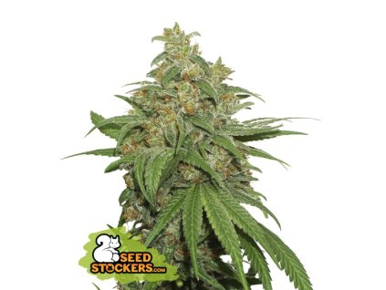 seedstockers ak420 auto feminizovana autoflowering