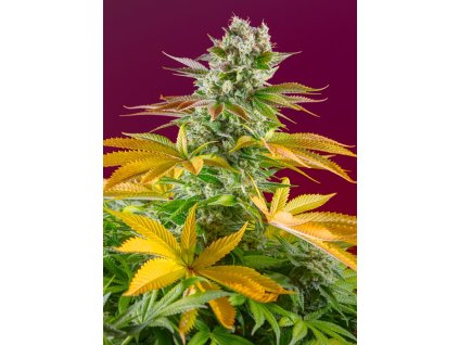 Gorilla Girl F1 Fast Version - Sweet Seeds