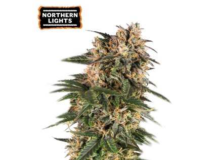 Northern Lights Autoflower seeds