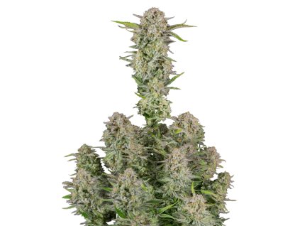 Bruce Banner semena marihuany