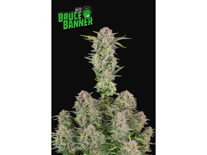 bruce banner semena marihuany