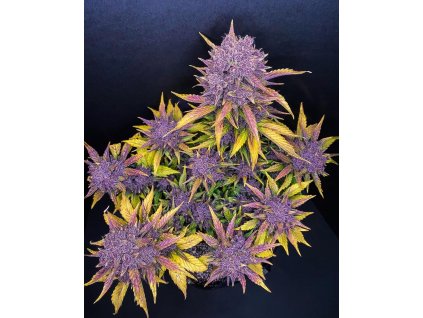 purple lemonade samonakvétací semena