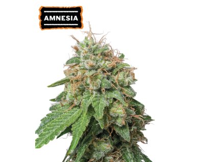 amnesia samonakvetaci semena konopi
