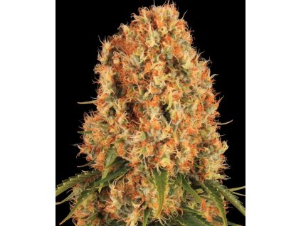 Orange Sherbet konopí