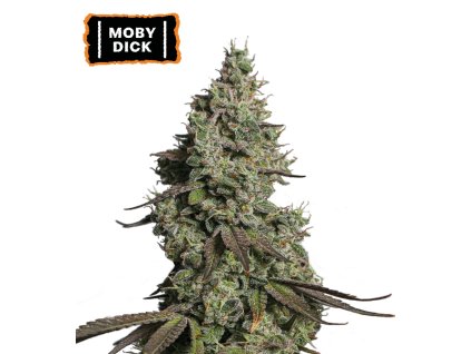 Moby Dick Autoflower seeds