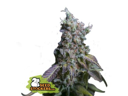 seedstockers sour diesel auto