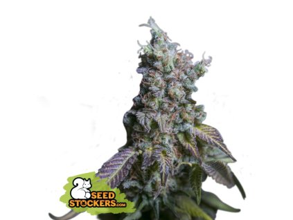 sour diesel samonakvétací semena