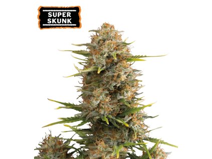 Super Skunk samonakvétací semínka