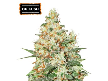 O.G Kush Autoflower seeds