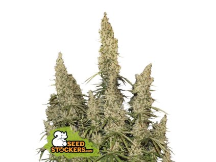 white widow autoflower