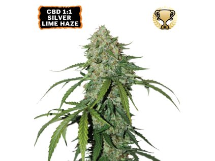 CBD 1:1 Silver Lime Haze semena konopí,