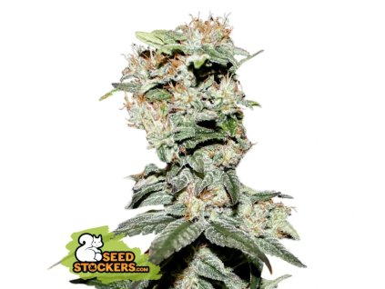 CBD Critical XXL feminized