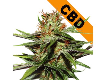 cbd critical xxl feminized