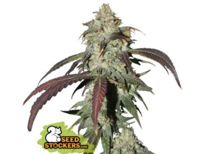 cbd northern lights feminized
