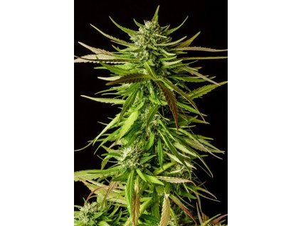 dosidos feminized