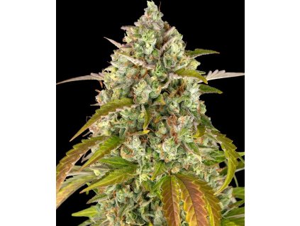 Pineapple Express samonakvétací semena