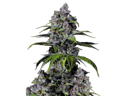 Purple Lemonade Fast Seeds