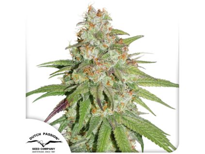 Glueberry O.G. Fem Dutch Passion