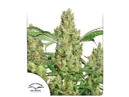 power plant feminized