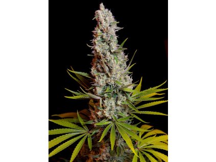 sweet cheese feminized