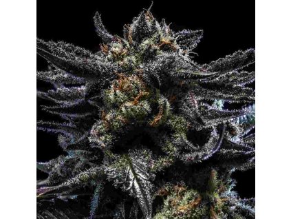 zombie kush auto