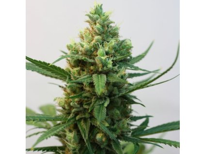 toxic feminized