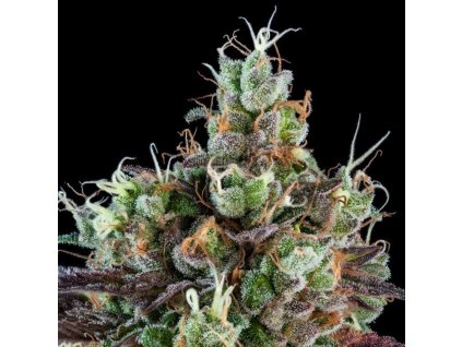 sour ripper feminized seeds