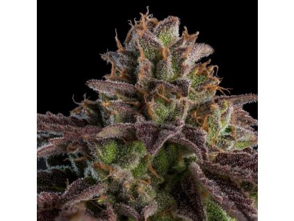 kmintz feminized