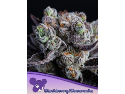 blackberry moonrocks feminized