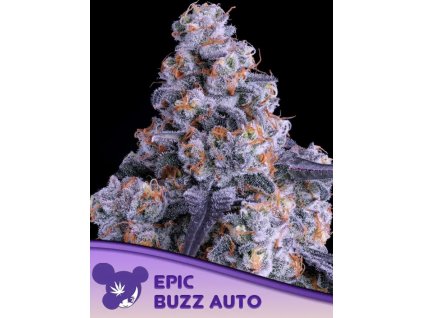 Epic Buzz Auto
