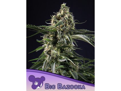 big bazooka feminized