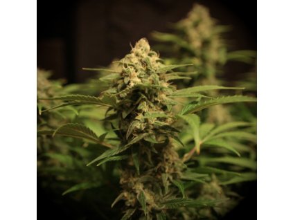 Devotchka Auto
