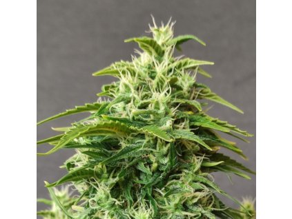 chronic ryder auto