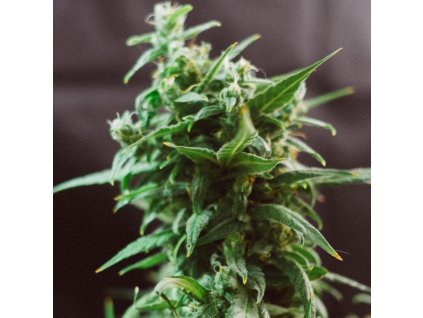 ogre autoflower