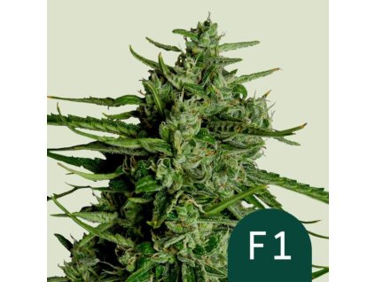 titan f1 autoflower seeds