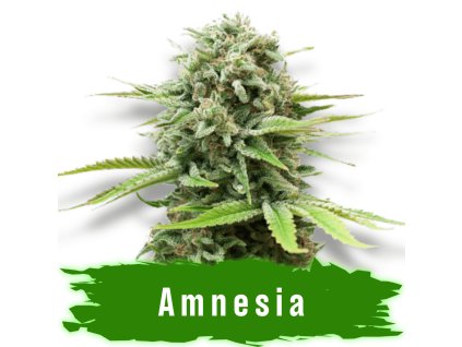 Amnesia samonakvétací semena marihuany